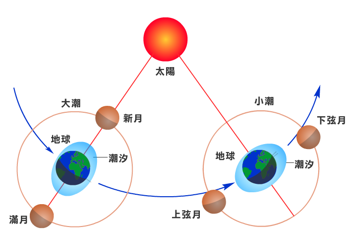 朔望月的潮汐變化 每逢朔(初一)、望(十五)時,太陽、地球、月球接近成一直線,太陽和月球引力有相加作用,導致滿潮的水位達到更高,乾潮的水位達到更低,潮差加大,此時稱為大潮。
