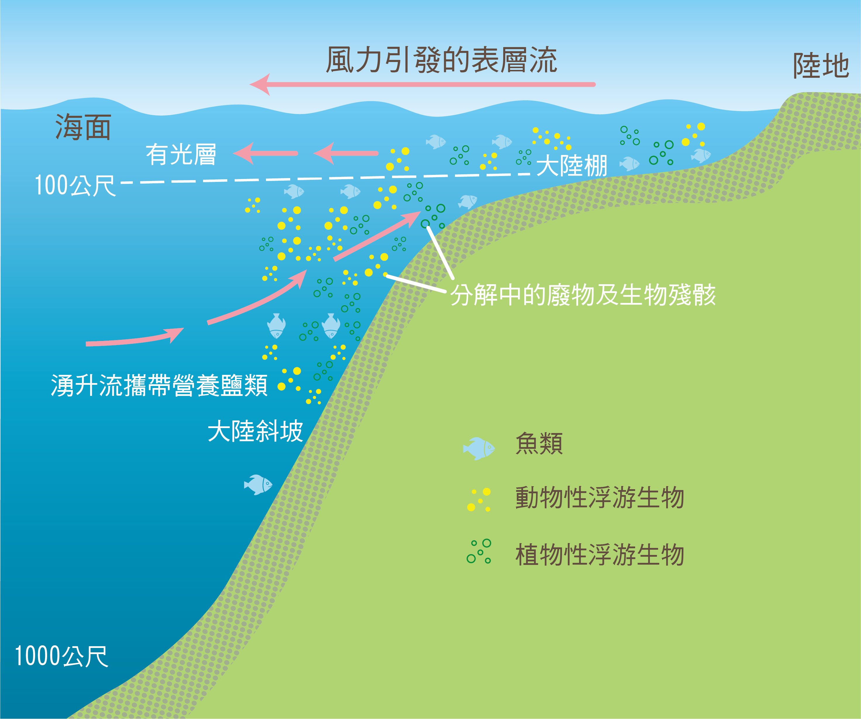 具有豐富的生物資源的湧升流 有湧升流的地方,能將深海的營養鹽帶到有充足陽光的海洋表層,具有低溫和高營養鹽的特性,能吸引大量的浮游生物聚集,形成具有豐富漁獲量的漁場。