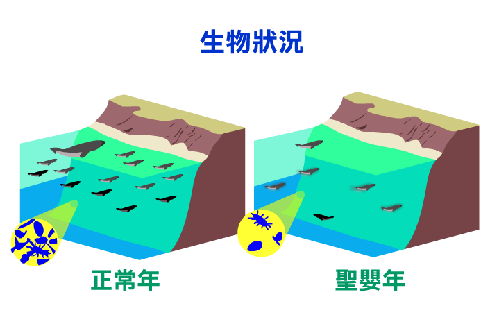 聖嬰年的浮游生物比正常年減少，魚量也跟著減少。