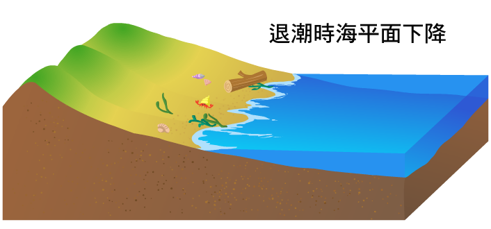退潮的時候海平面下降，海邊露出沙灘、貝殼、浮木等東西