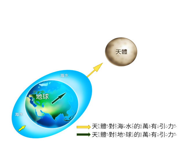 由於月球引力，海水會呈現橢圓形的分布，靠近月球的海面較高，而兩側海面較低