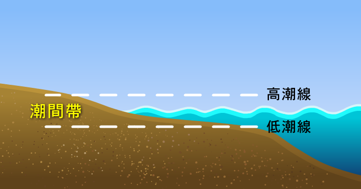 在滿潮與乾潮間的區域就叫做潮間帶