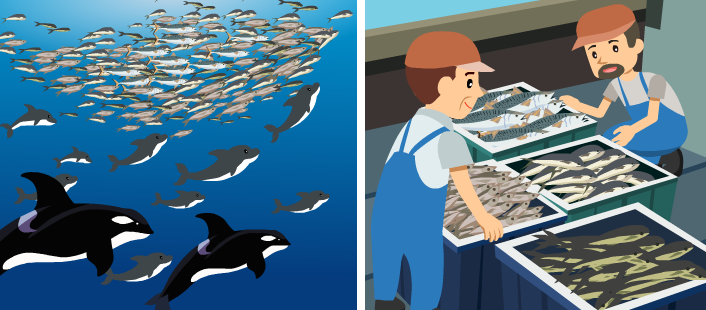 黑潮為我們帶來了豐富的魚類資源