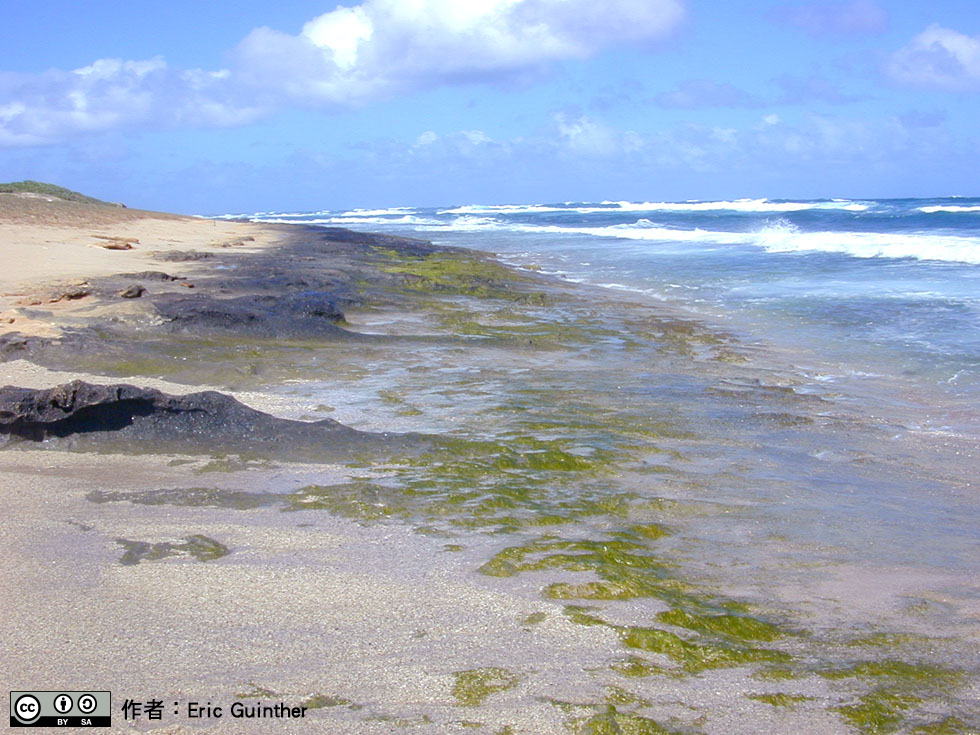 海陸交界處就是所謂的潮間帶，是許多生物棲息的地點。