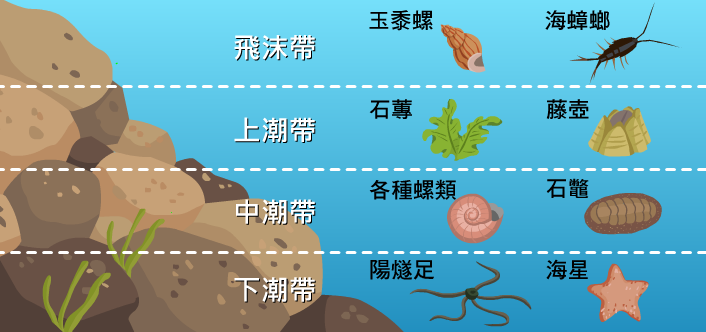 潮間帶可以由上而下分為四層，各層皆有常見生物棲息。包含：飛沫帶有玉黍螺及海蟑螂；上潮帶有石蓴與藤壺；而中潮帶有各種螺類和石鼈，在下潮帶則有陽燧足與海星。