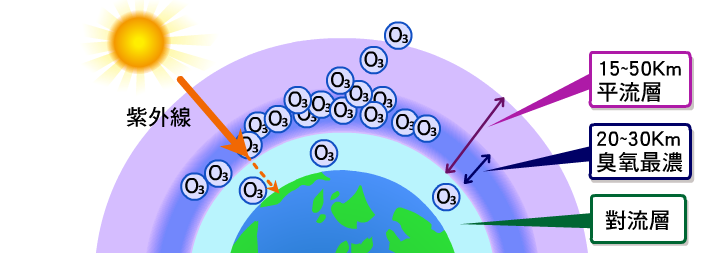 臭氧層的分布位置 臭氧層位於平流層底部,約距離地面20到30公里。